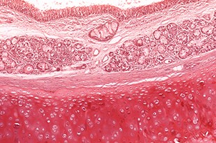 tissue-processing-histology
